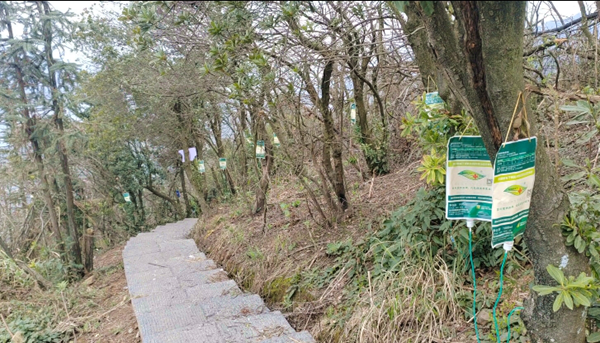 双牌：为高山易倍体育 EMC易倍古树打上营养针(图1)