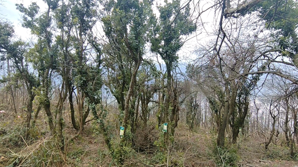 双牌：为高山易倍体育 EMC易倍古树打上营养针(图2)